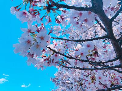 sakura 5.jpg